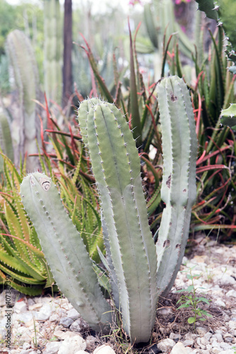 Cactus, macro phpotographjy, beautiful nature background with co