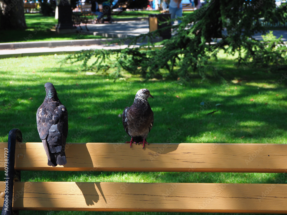 Obraz premium Two gray and white doves with folded wings sit on a park bench, one in front and one in the back. Feathered friends. Birds of the world.