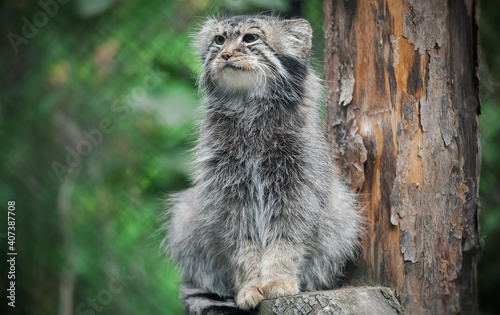 Photography Pallas's cat (Otocolobus manul)