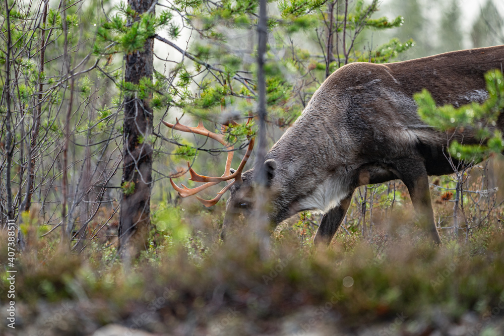 Single beautiful reindeer between trees in Sweden