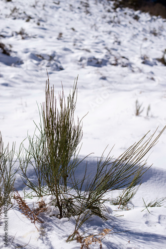 Green plants growing on snow covered ground in a mountain