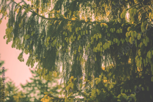 Spruce branches with young cones on pink background