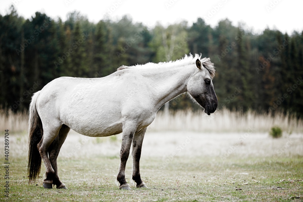 wild horse in woods sleeping