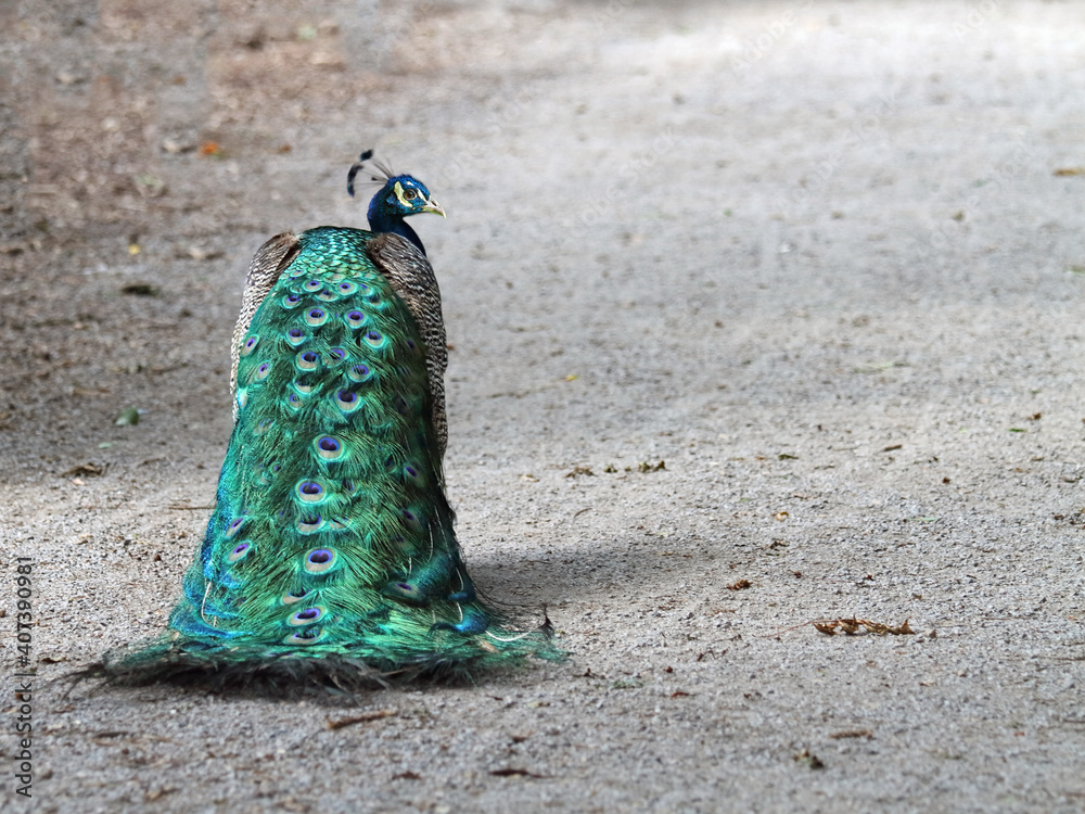 Obraz premium Pfau