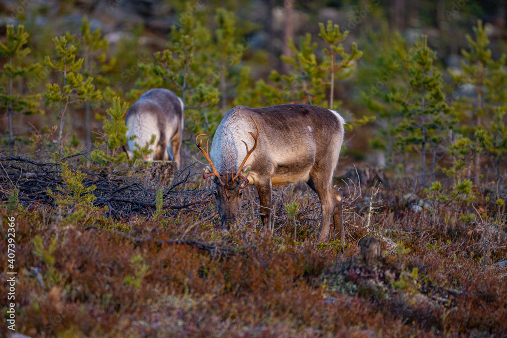 Eating reindeers between trees and stones in Sweden