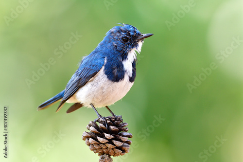 Male of Ultramarine flycatcher (superciliaris ficedula) during late winter migration to Thailand in feather changing period