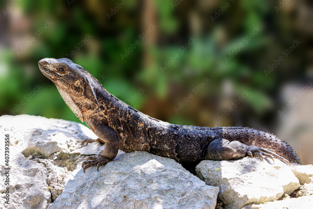 Portrait of Mexican iguana in the wild Tulum Maya Mexico summer travel. Portrait of Mexican iguana in the wild Tulum Maya Mexico summer travel.