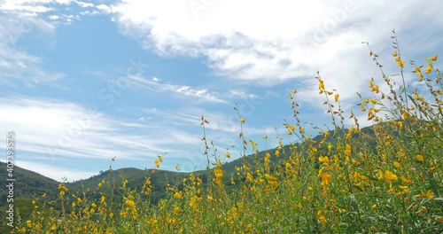 Landscape of the yellow flowers in the garden with blue sky on mountain, Sunhemp, Sunnhemp ( Crotalaria juncea) flowers. photo