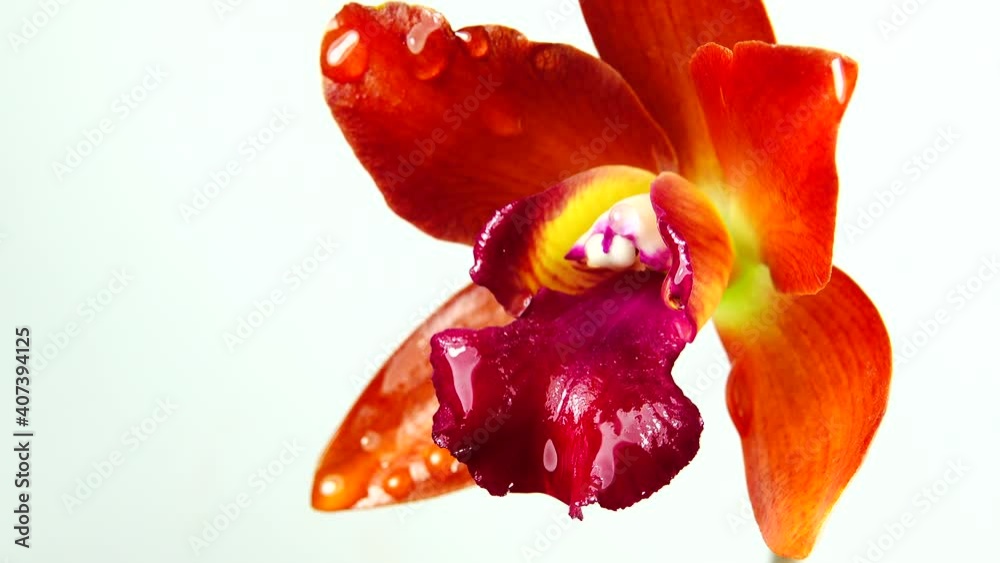 4K Thai orchid flowers isolated on white background 4K Thai orchid flowers isolated on white background