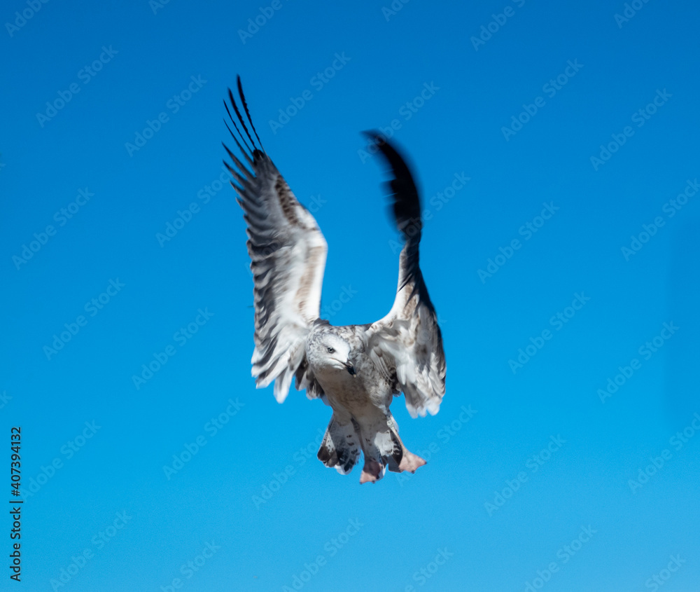 Obraz premium Closeup of checkered seagull flying with raised wings in front of blue sky