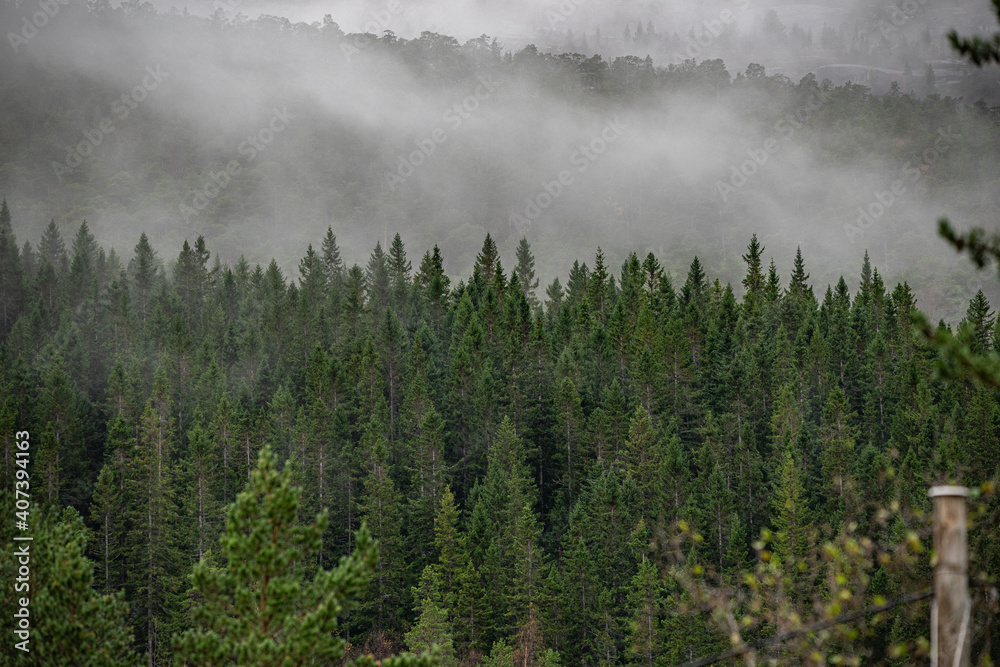 Fototapeta premium Forest in fog at a mountainside in Norway