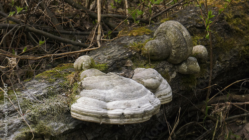 A tinder fungus on the trunk of a fallen tree.