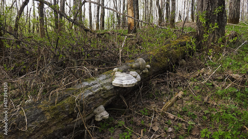 A tinder fungus on the trunk of a fallen tree. photo