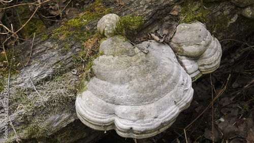 Photos A tinder fungus on the trunk of a fallen tree.