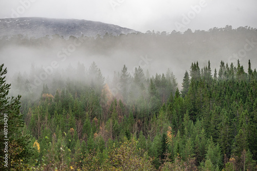 Forest in fog at a mountainside in Norway © Fridimedia