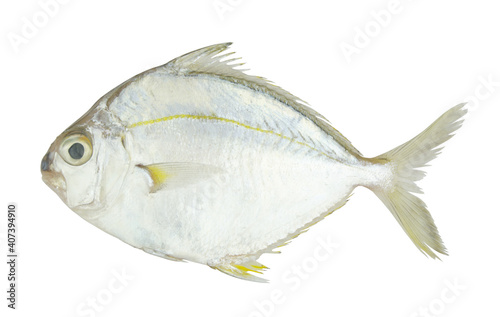 Common ponyfish isolated on white background, Leiognathus  photo