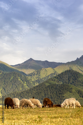 A herd of rams grazes in the Qazaqstan mountains meadows. Jailau view with vertical copy space. © Roman