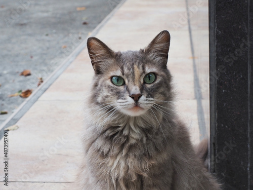 Portrait of a cute mongrel gray cat with green eyes sitting on the street © jockermax3d