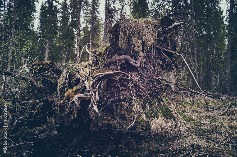 Fototapeta premium Upprooted spruce tree in the forest.
