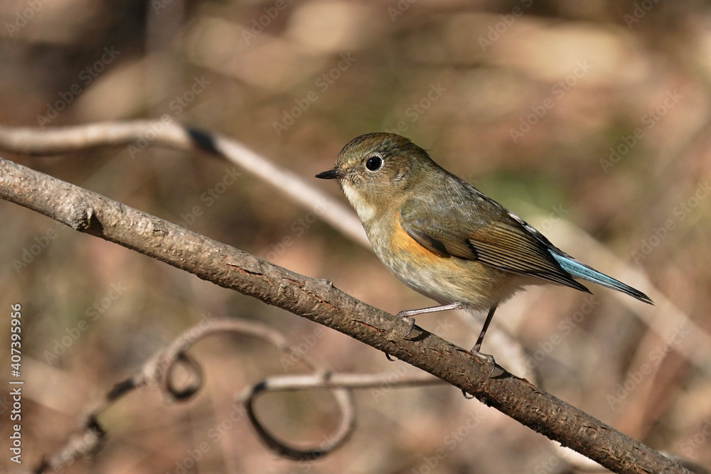 red flanked blue tail in the field red flanked blue tail in the field