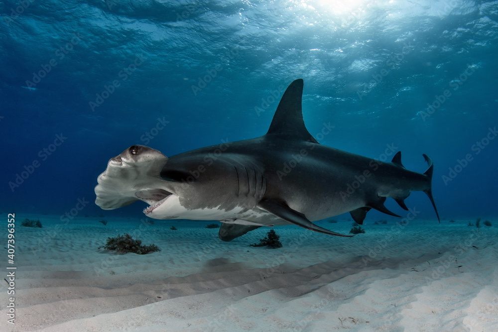 Fototapeta premium Diving with Great Hammerhead on Bahamas