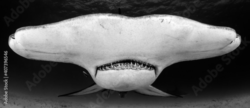 Diving with Great Hammerhead on Bahamas photo