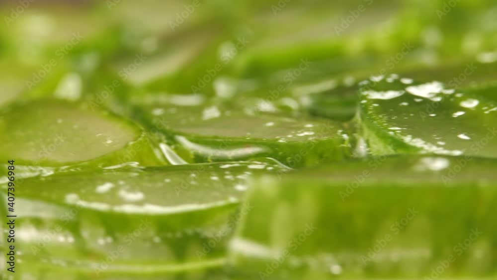 Cut aloe leaves highlighted from below. You can see the structure of the cactus pulp. Stems flooded with juice and dermatological gel. Cut aloe leaves highlighted from below. You can see the structure of the cactus pulp. Stems flooded with juice and dermatological gel.