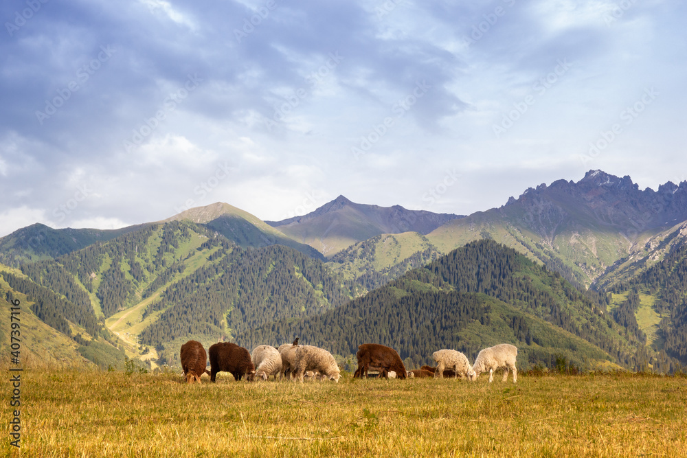 Obraz premium Flock of sheeps on the Kazakhstan mountains.