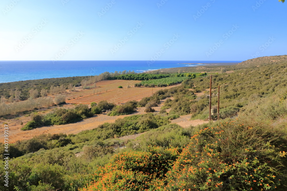 Agricultural farmland with young banana plantation in Cyprus