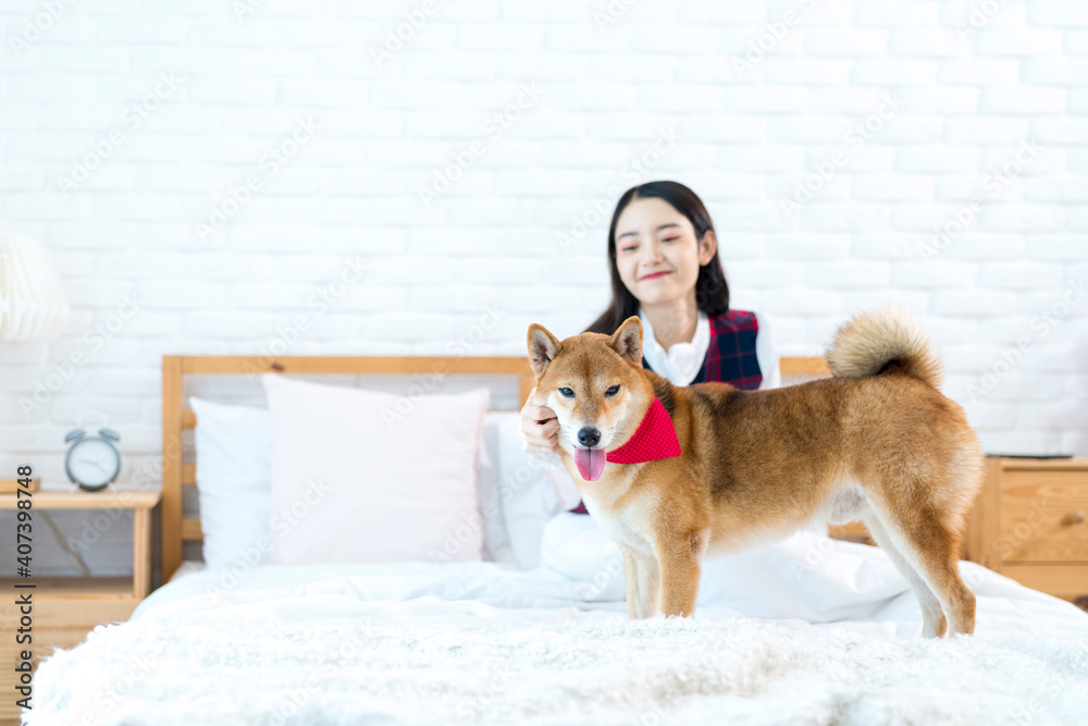 A young woman playing with a red Shiba Inu in her bedroom bed. Japanese dog. A young woman playing with a red Shiba Inu in her bedroom bed. Japanese dog.
