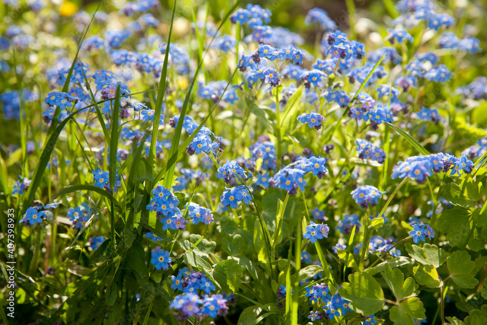 A bunch of forget me nots. Blue flowers in summer.