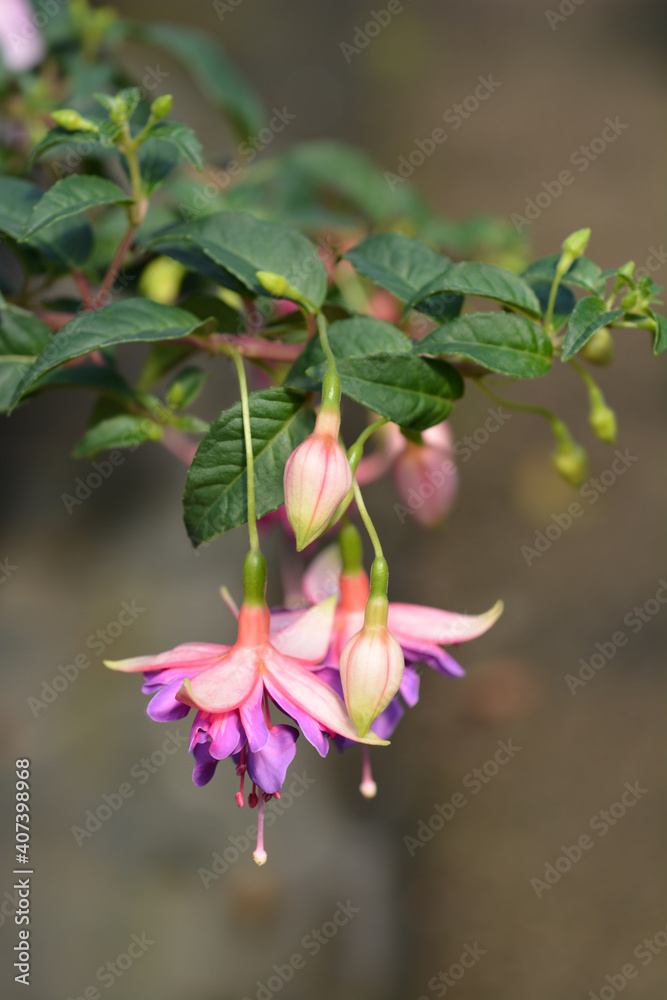 Obraz premium Hybrid Fuchsia