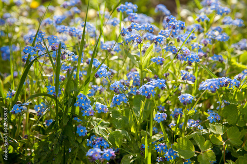 A bunch of forget me nots. Blue flowers in summer.