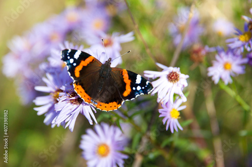 Butterfly on a flower. Butterfly with colored wings. Red admiral butterfly.