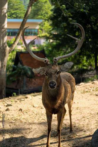 Brow-Antlered Deer Thamin  Rucervus eldii thamin  Brow-Antlered Deer Thamin Facing at the Camera  Chonburi  Thailand