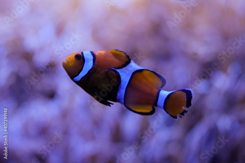 Clown Anemonefish, Nemo, Finding Nemo Amphiprion Ocellaris, Swimming in front of the Tentacles of Its Anemone Home