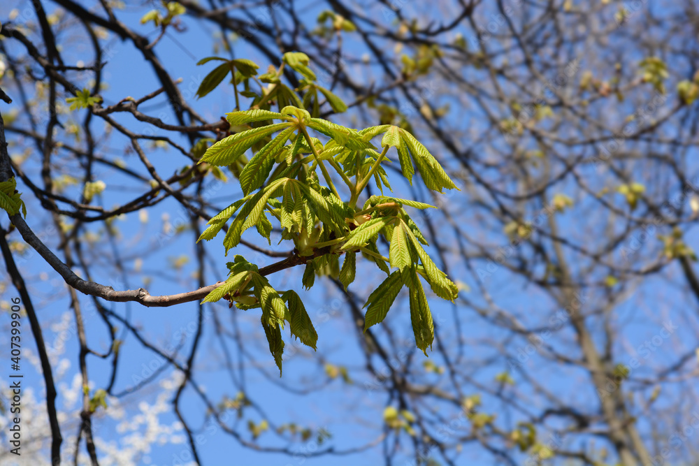 Common horse chestnut Common horse chestnut