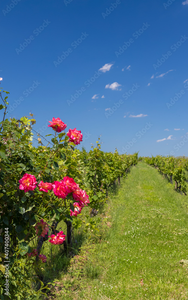 Roses in vineyard, Polesovice, Southern Moravia, Czech Republic