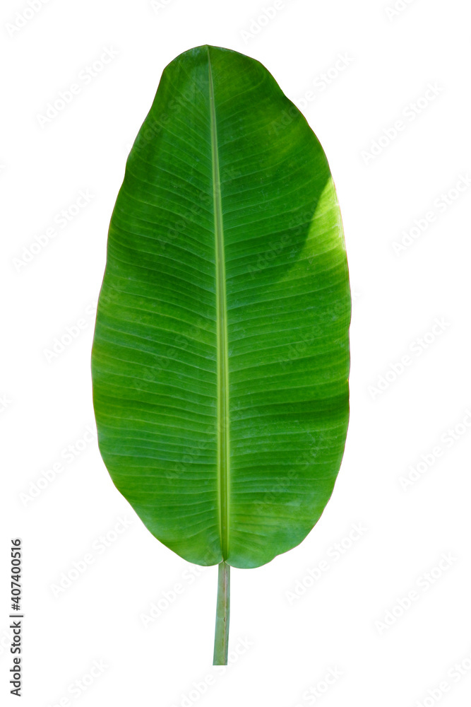 beautiful green banana leaf on white background, nature beautiful green banana leaf on white background, nature