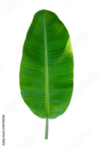 beautiful green banana leaf on white background  nature