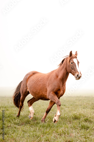 Beautiful amazing chestnut brown mare running on a cloudy foggy meadow. Mystic portrait of an elegant stallion horse. © Eliška
