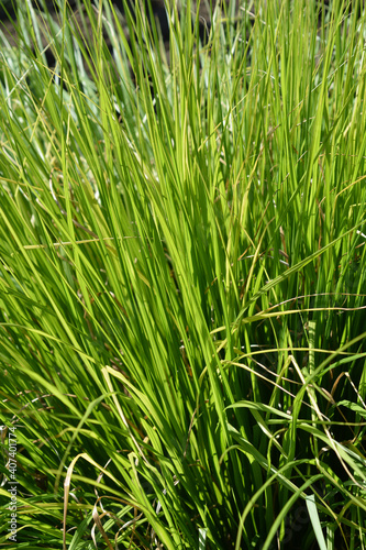 Green Chinese Fountain Grass