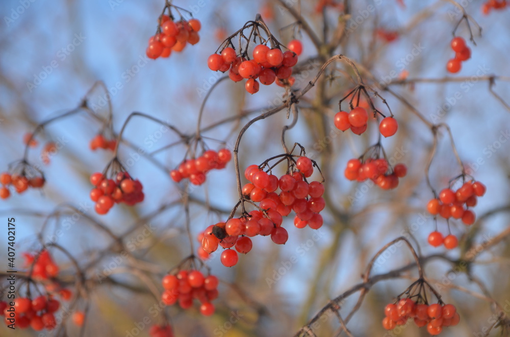 Viburnum berries in winter