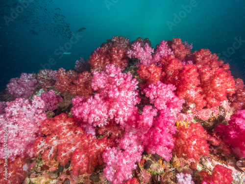 Fototapeta Naklejka Na Ścianę i Meble -  Red and pink Carnation tree corals (Mergui archipelago, Myanmar)