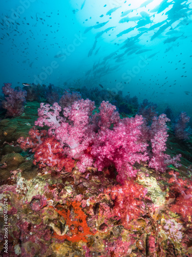 Pink Carnation tree corals and schooling jackfish above (Mergui archipelago, Myanmar)