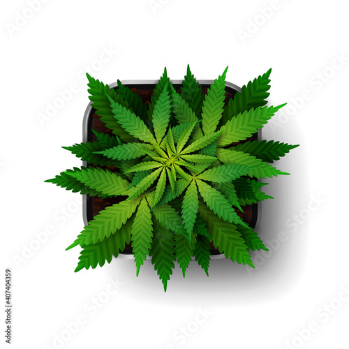 The cannabis plant at the growing stage grows in a square pot, top view. Green marijuana bush isolated on white background