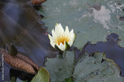 hermosa planta lirio de agua blanca en la naturaleza cercas de ayutla san luis potosi.