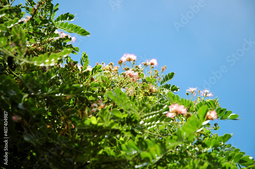 モンキーポッドの花