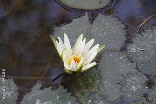 hermosa planta lirio de agua blanca en la naturaleza cercas de ayutla san luis potosi.