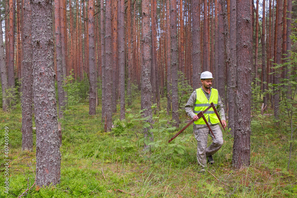 Forest worker works in the forest with measuring tools.